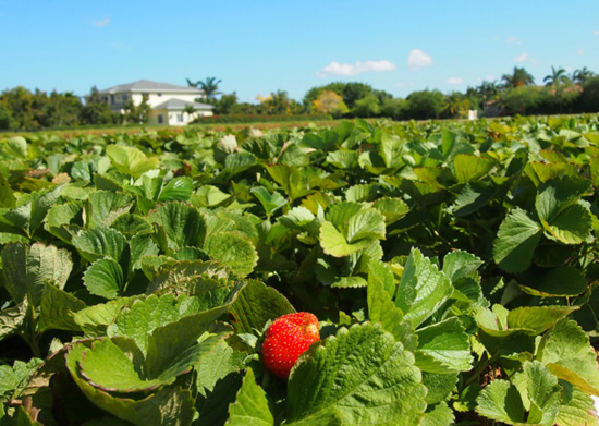 strawberry field